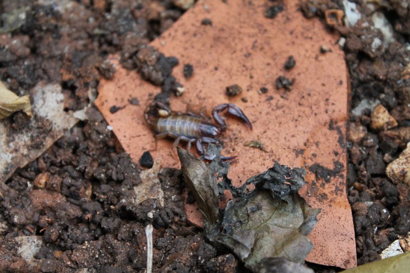 Euscorpius tergestinus